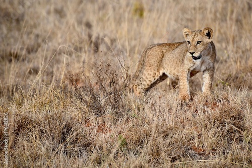 Young lion, Kenya