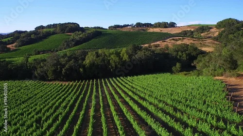 Wallpaper Mural A low aerial over rows of vineyards in Northern California's Sonoma County.  Torontodigital.ca