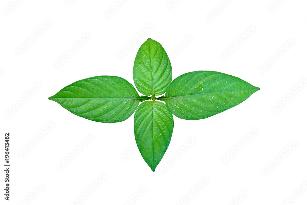 Green leaves with water drops isolated on white background. Green leaves with water drops isolated on white background.