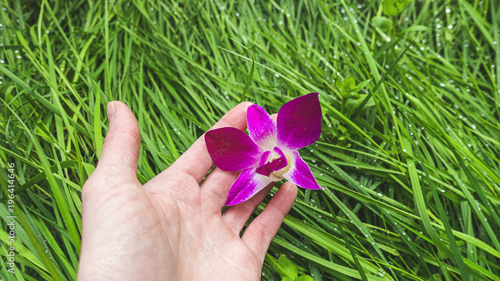orchidea nella mano femminile sul erba verde primavera