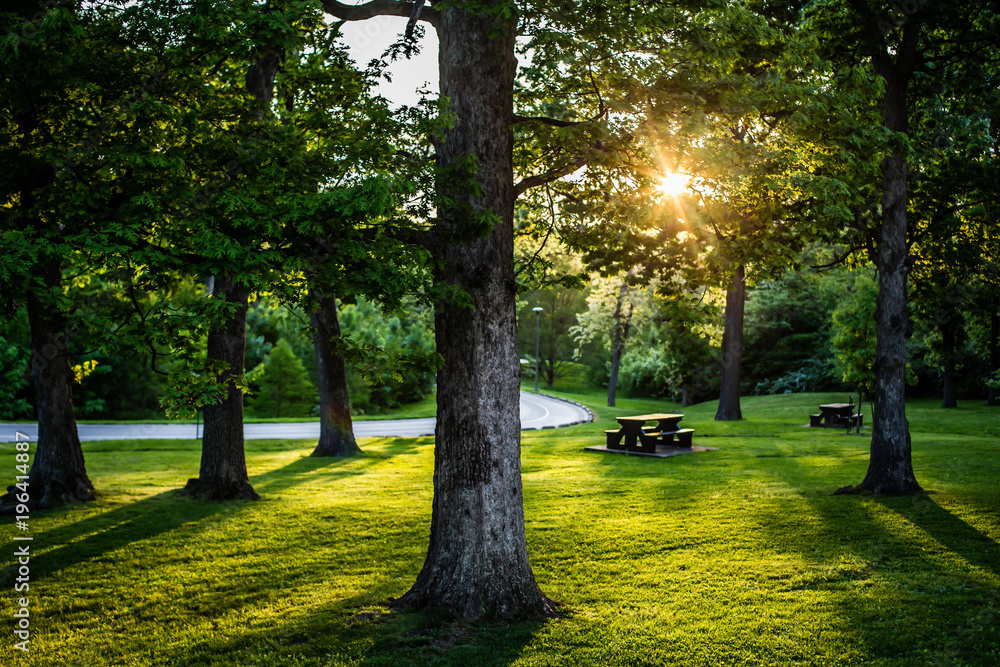 Obraz premium green park