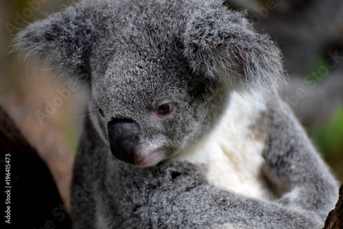 Photography Koala, Australia