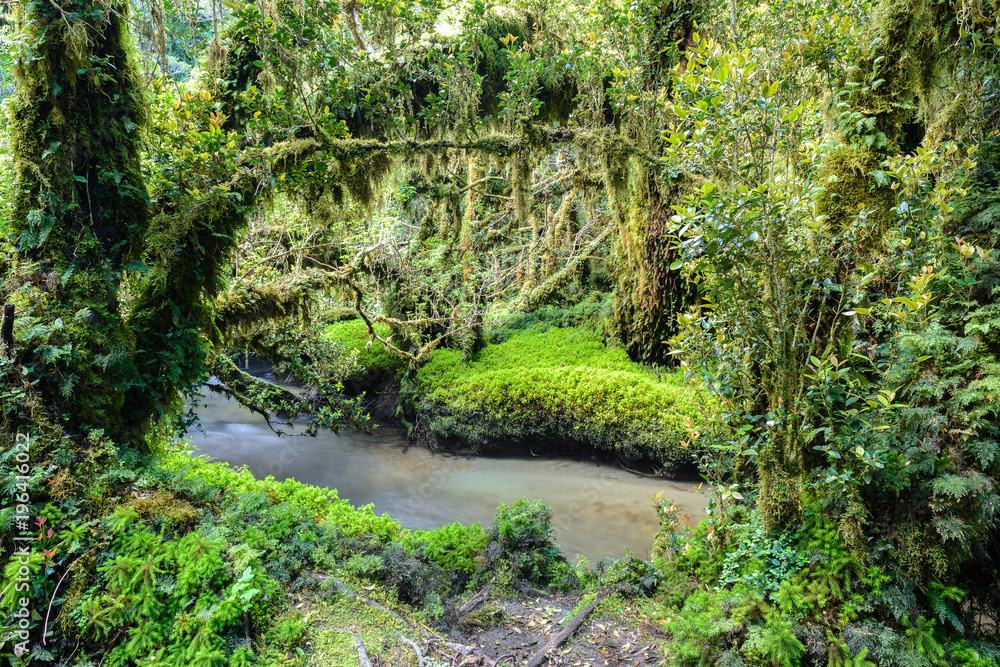 Naklejka premium Zaczarowany Las, Park Narodowy Queulat, Chile