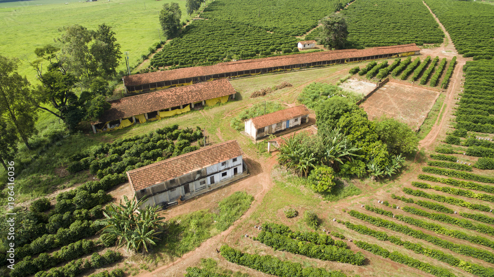 Small farm chickens and coffee in the interior of Brazil 