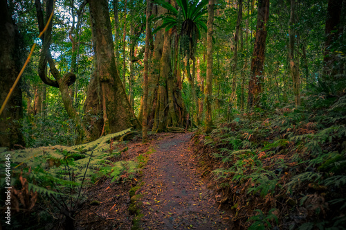 Beautiful rainforest walk at Purling Brook Falls  Springbrook National Park  Queensland  Australia