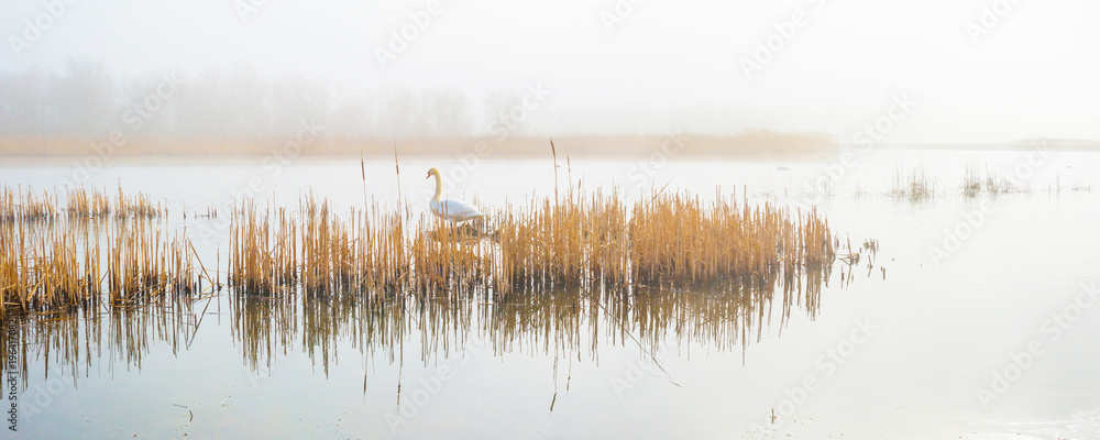 Naklejka premium Swan in a foggy lake lake in sunlight in winter