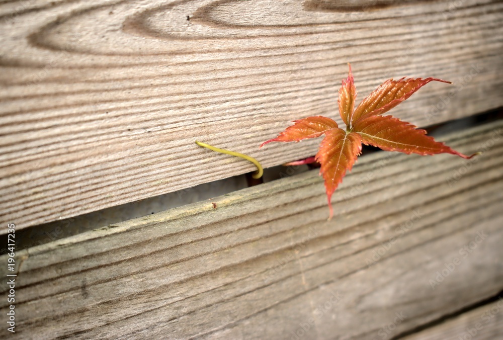 Obraz premium Gardening, cultivation, nature and care of plants concept-young leaf of wild grapes germinating from under wooden planks.