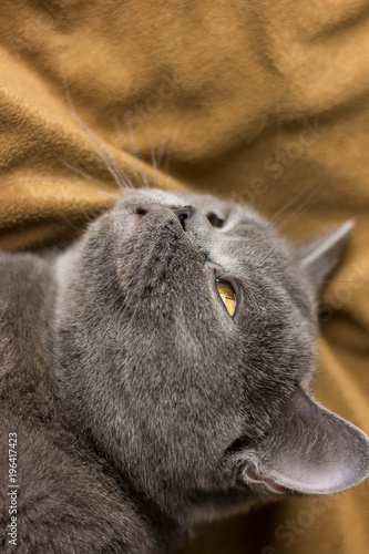 Gray British cat lying on his back photo