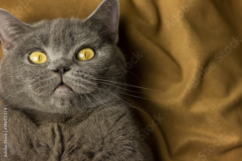 Quadro su tela Gray British cat lying on his back
