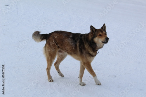 Large dog,pet,man's best friend on the street in winter. © Elena Bondareva