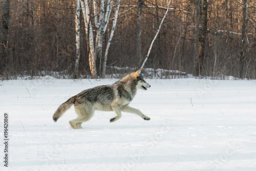 Grey Wolf  Canis lupus  Leaps Right in Field