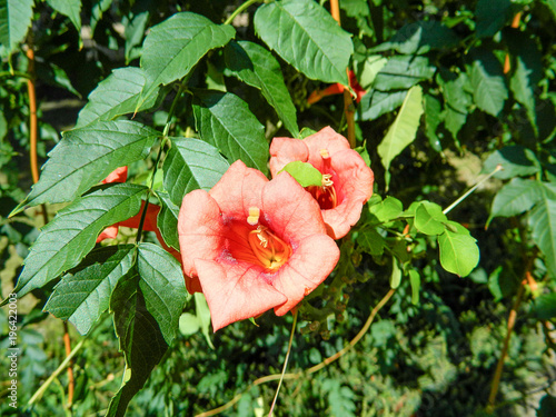 Beautiful, fresh, fragrant flower kampsis, a plant that grows only in southern countries photo