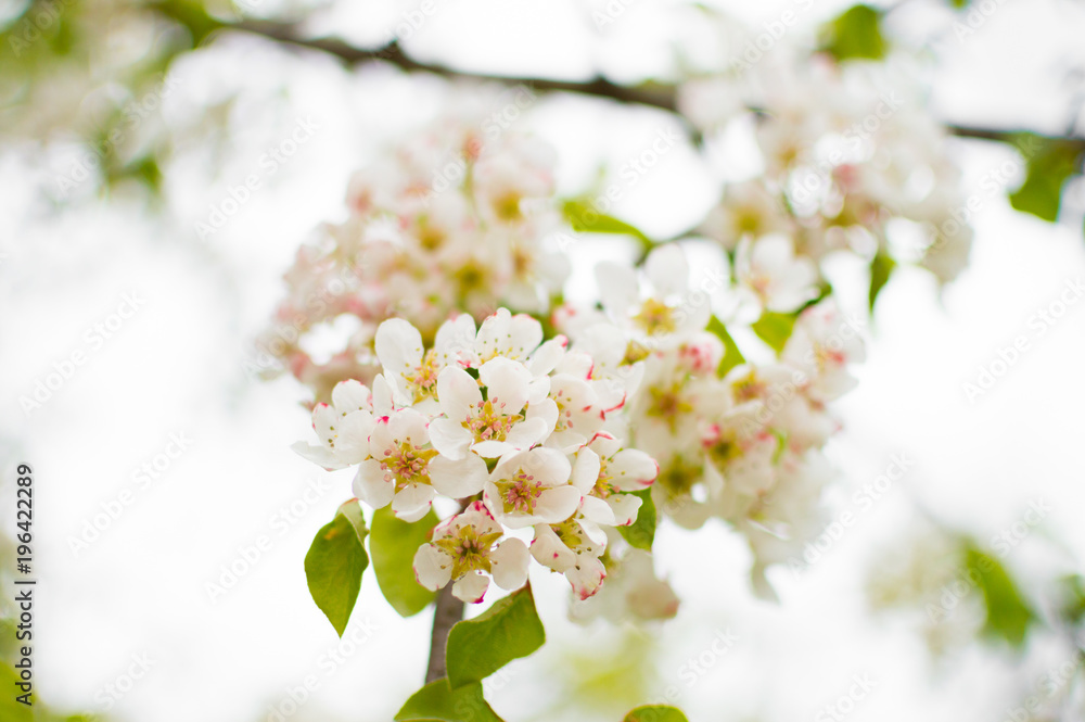 A blossoming pear tree in springtime. Delicate flowering and the heady scent of spring A blossoming pear tree in springtime. Delicate flowering and the heady scent of spring