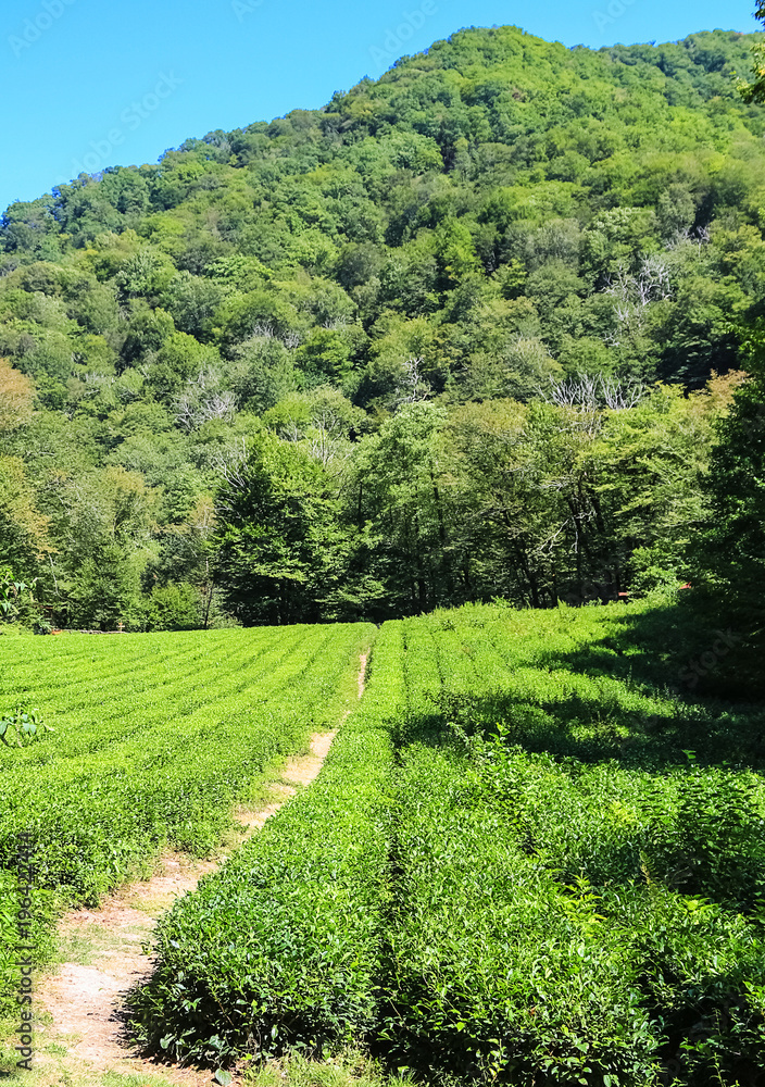 Beautiful landscape of blue sky, mountains and tea plantation