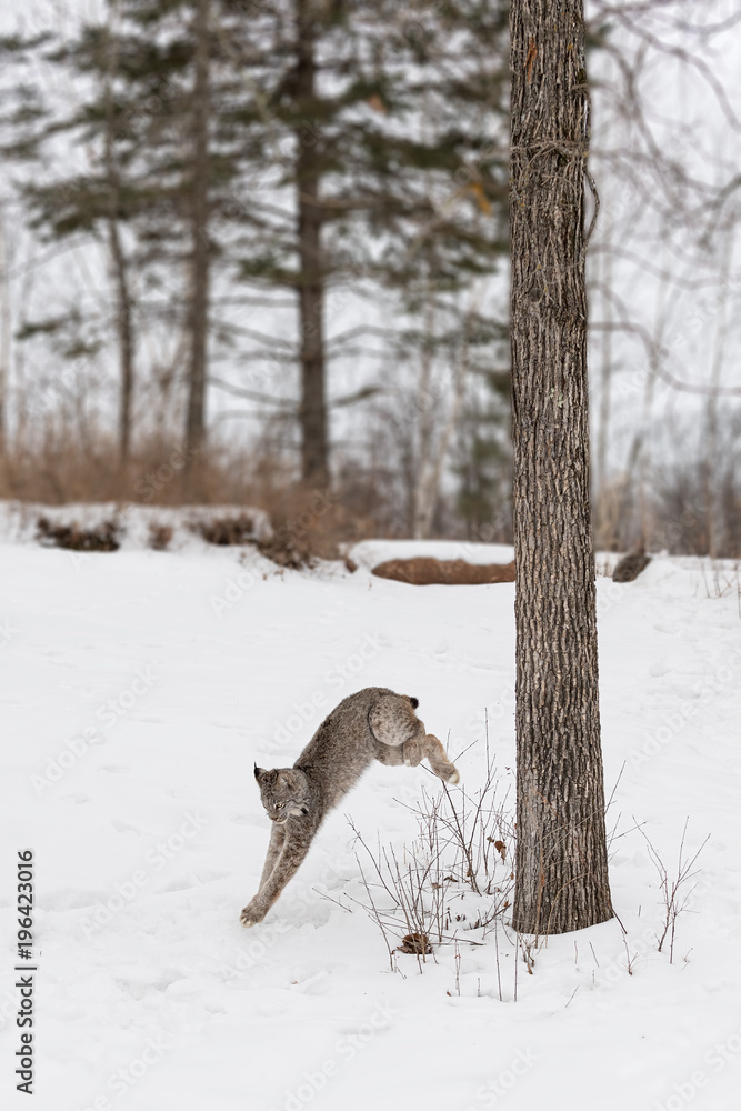 Canadian Lynx (Lynx canadensis) Jumps Down Off Tree Canadian Lynx (Lynx canadensis) Jumps Down Off Tree