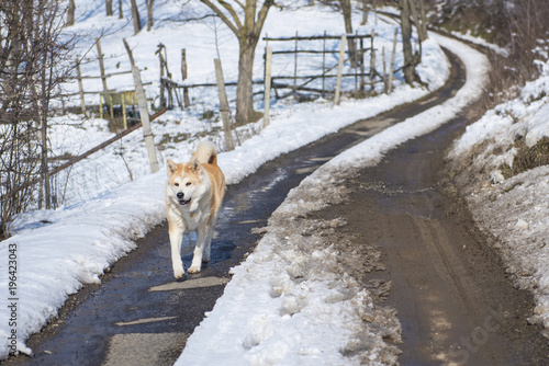 Nice akita dog in winter