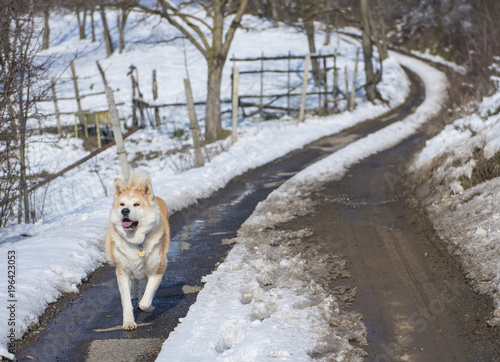 Nice akita dog in winter