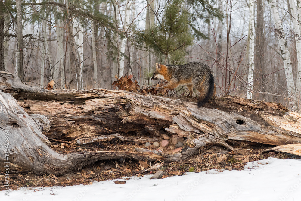 Fototapeta premium Grey Fox (Urocyon cinereoargenteus) Moves Left Across Log