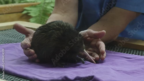 Veterinarian caring for Kiwi bird. photo