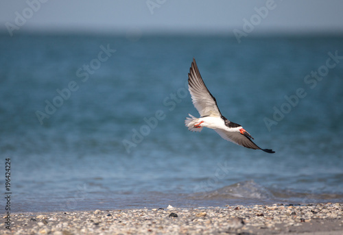 Flock of black skimmer terns Rynchops niger on the beach at Clam Pass