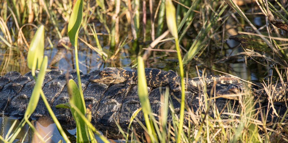 baby alligator sleeping on mothers back baby alligator sleeping on mothers back