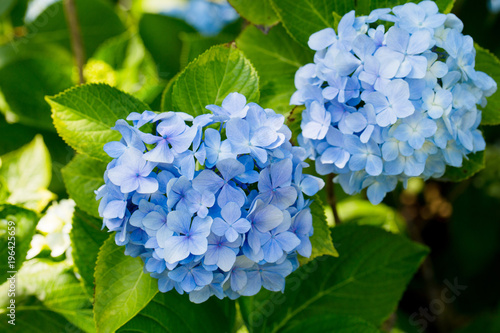 Foto Light Blue Flowering Hydrangea Blossom