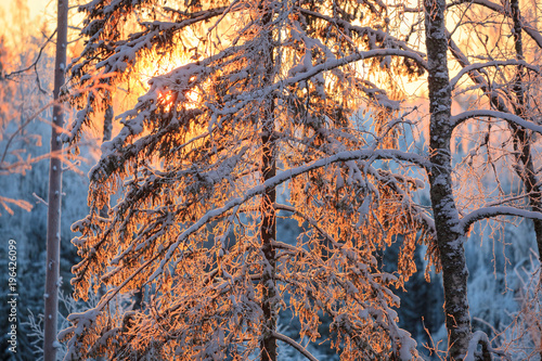 Wallpaper Mural Last sunlight in frosty tree branches at winter evening Torontodigital.ca