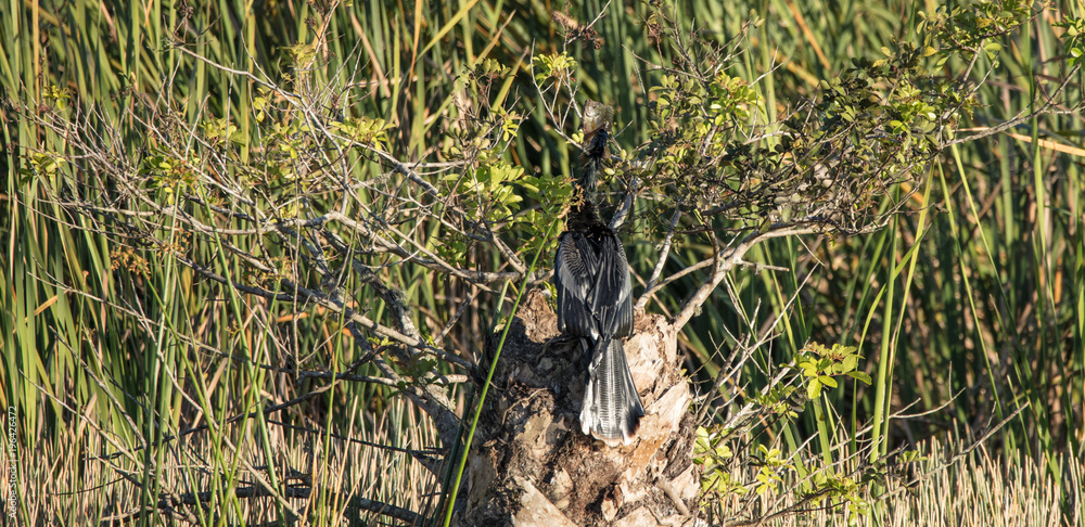 Obraz premium anhinga eating a big fish