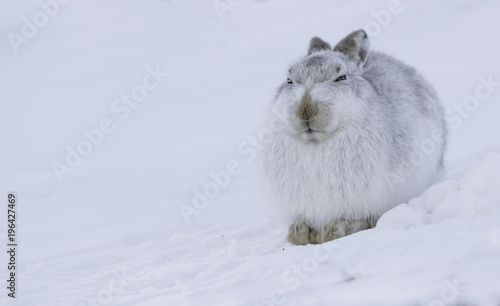 White mountain hare (lepus timidus). These hares are native to the British Isles. The hares in snow covered mountain cairngorms.