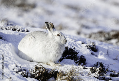 White mountain hare (lepus timidus).  These hares are native to the British Isles.  The hares in snow covered mountain cairngorms.
