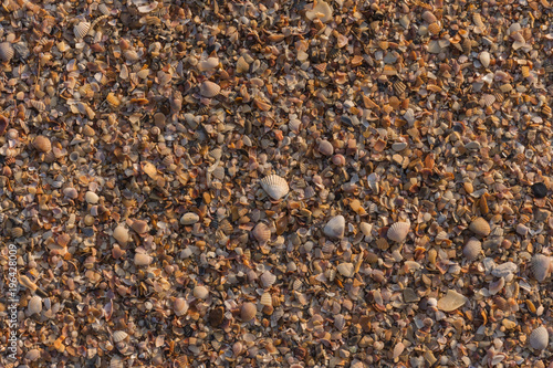 shell beach background