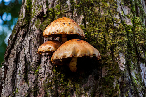 Mushrooms growing on the tree