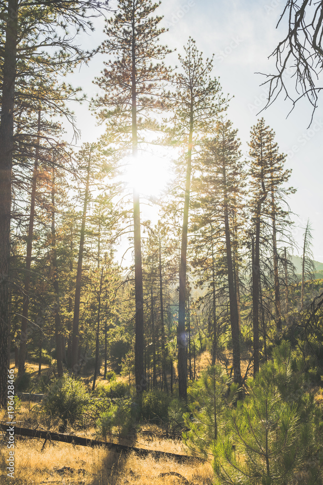 Fototapeta premium Sunny flares in the forest.