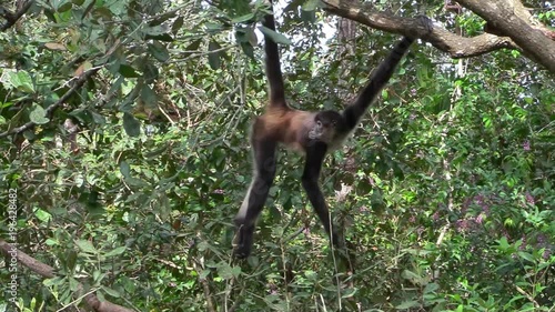 A spider monkey swings through the trees.
