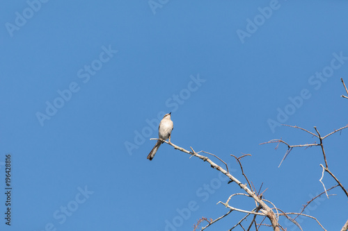 Northern Mockingbird Mimus polyglottos photo