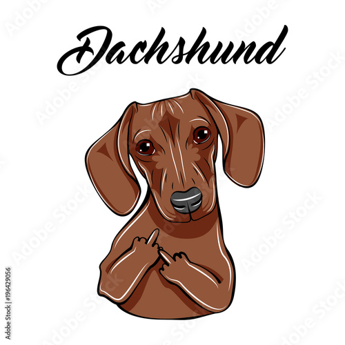 Dachshund middle finger gesture. Dog with gestures. Vector illustration.
