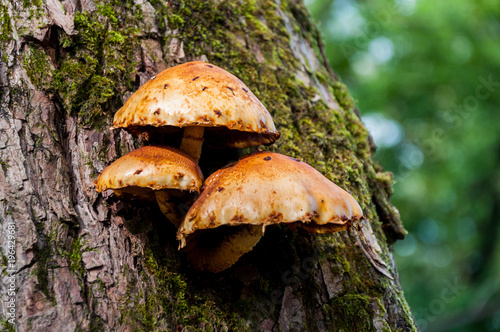 Mushrooms growing on the tree