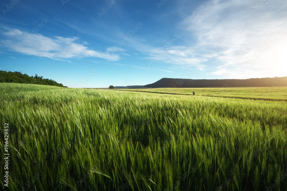 Obraz premium Field of wheat in the morning. Composition of nature