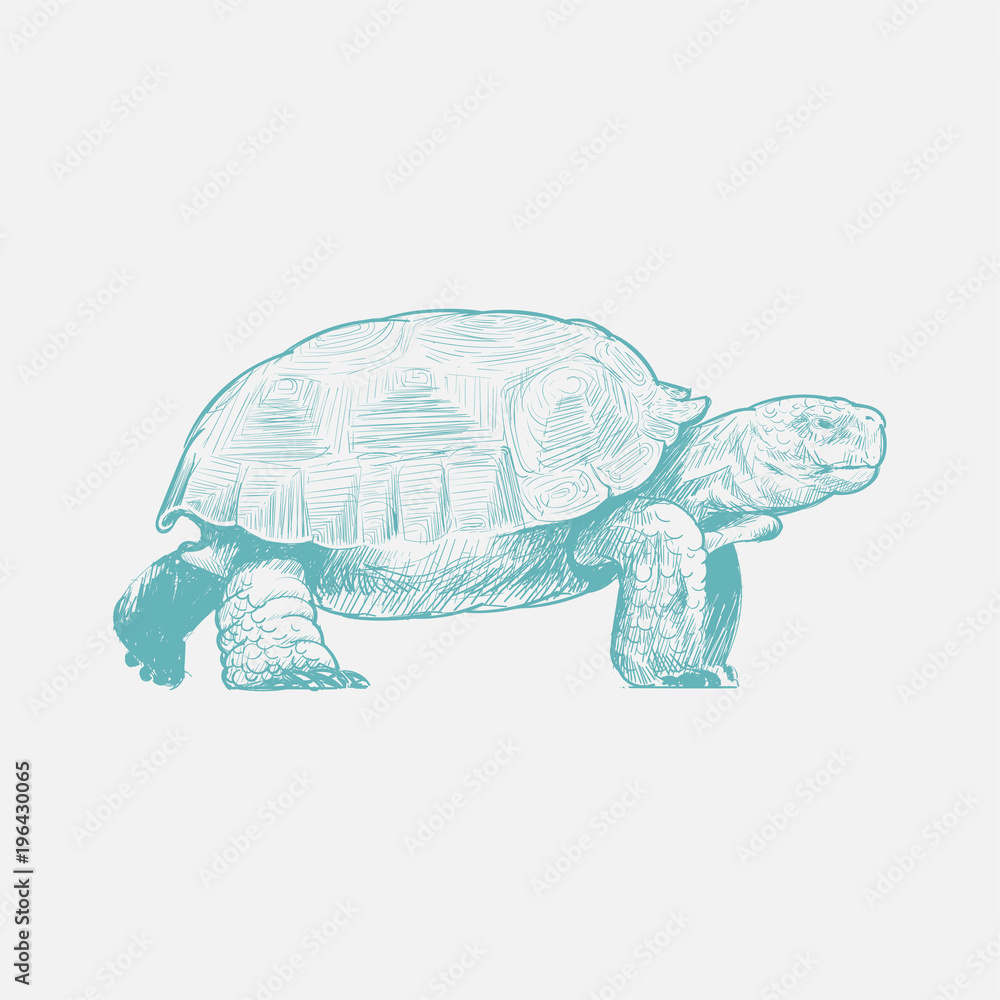 Fototapeta premium Illustration of turtle