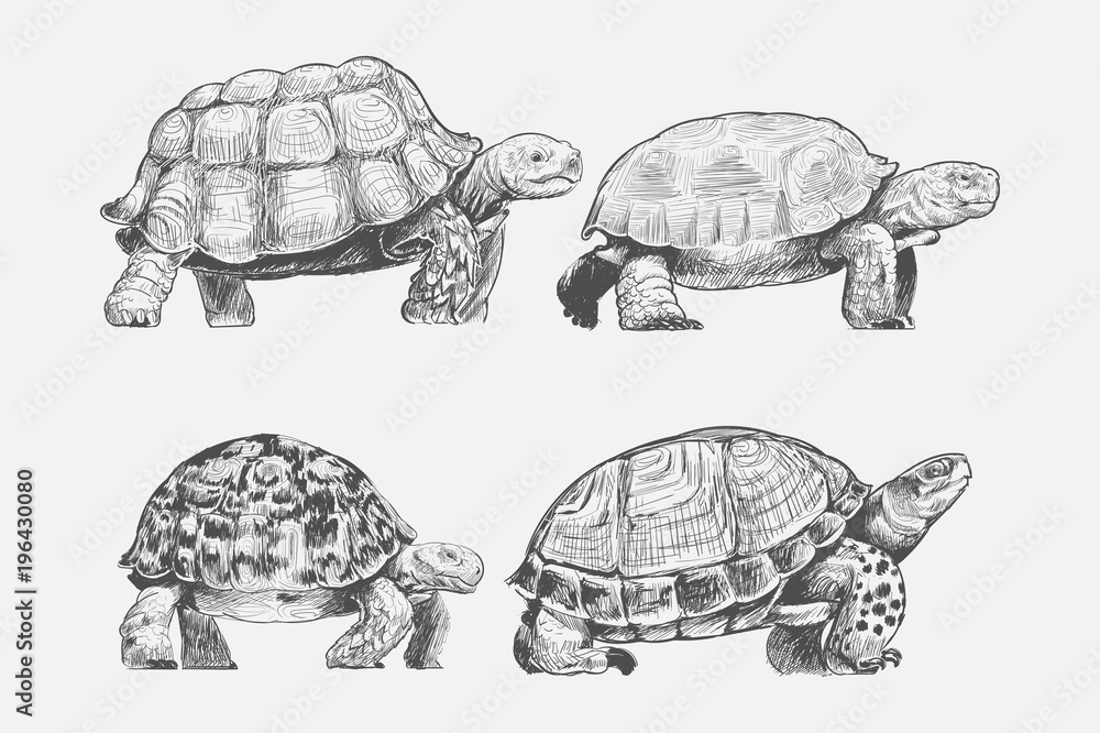 Naklejka premium Illustration drawing style of turtle