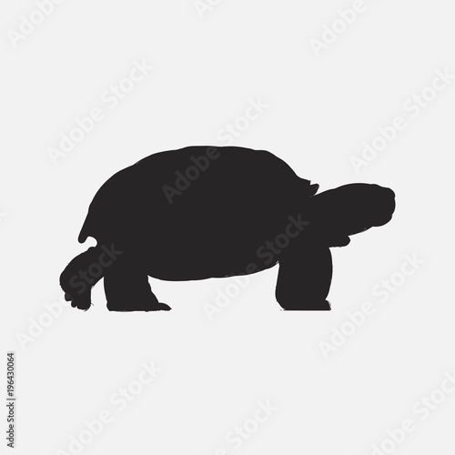 Illustration of turtle isolated