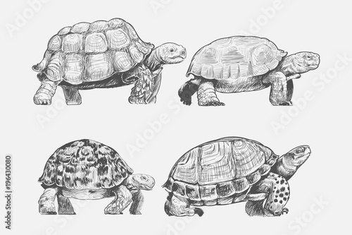 Illustration drawing style of turtle photo