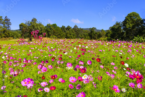 Wallpaper Mural Field cosmos flower beautiful with sunshine Torontodigital.ca