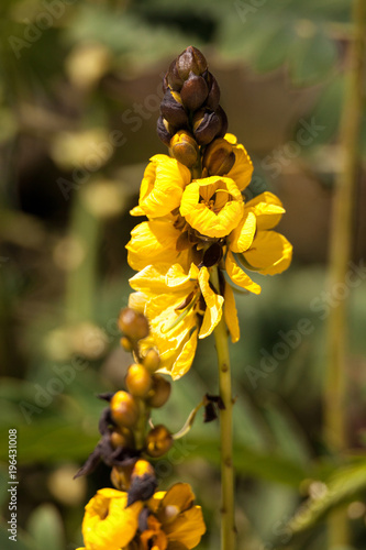 Bright yellow flowers of popcorn senna also called Senna didymobotrya photo