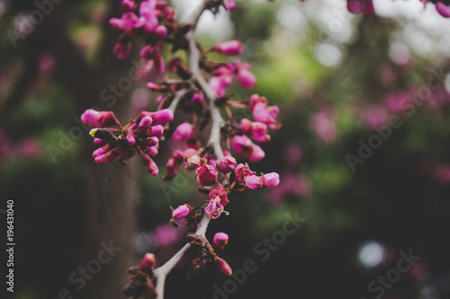Flowers. A tree with blooming pink flowers. Spring. 