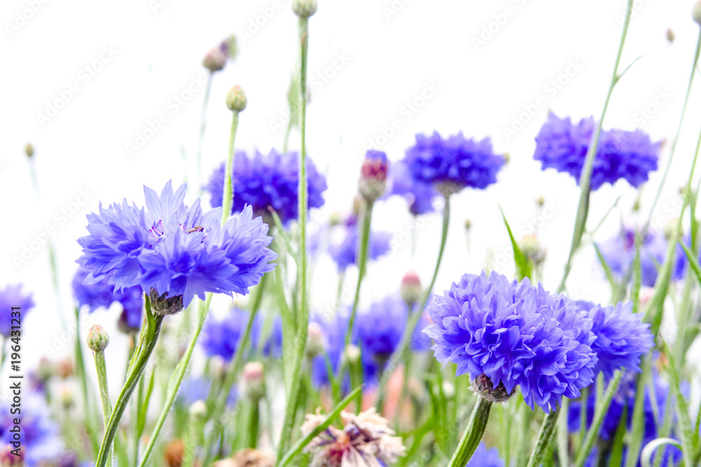 Beautiful cornflowers meadow close up Beautiful cornflowers meadow close up