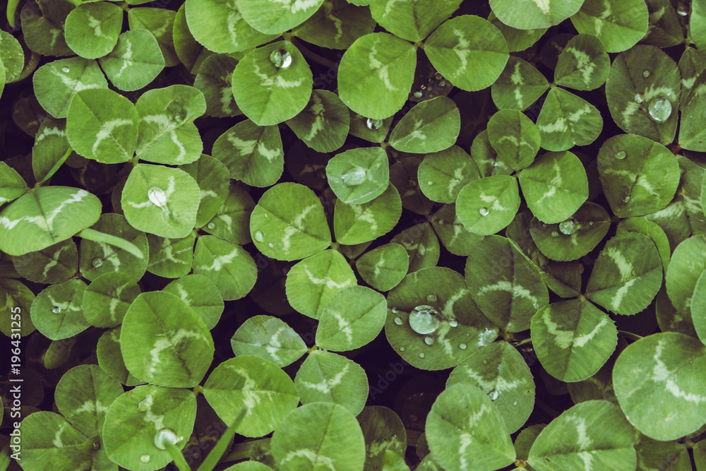 Clover. Closeup of Clovers with drops. Macro. Clover. Closeup of Clovers with drops. Macro.