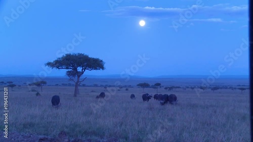 A large herd of wildebeest roam a grassy plain in the moonlight in Africa at night.