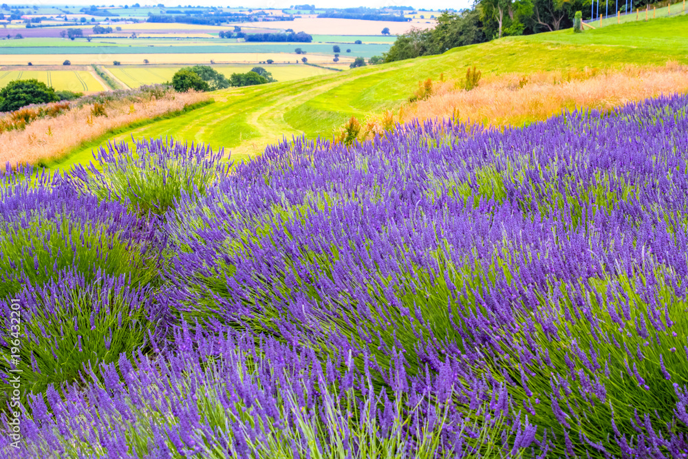 Lavender fields in England, UK