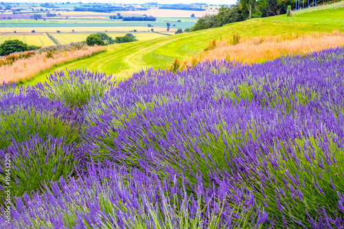 Obraz na płótnie Lavender fields in England, UK w salonie